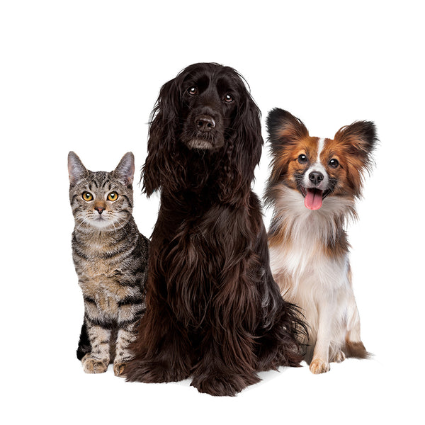 Canine & Feline Mercantile